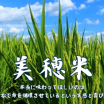 美穂米の販売について、大切なお知らせです